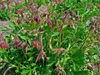 Geum rivale