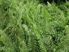 Nephrolepis biserrata "Giant Sword Fern"