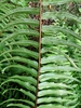 Nephrolepis biserrata