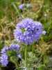 Flower and stem