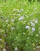 Form