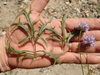 Leaves and flowers