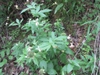 Form
