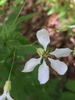 Close up of flower