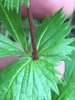Sessile leaf attachment