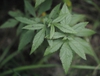 Later upper leaves