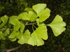 Shoot bearing 2-lobed, fan-shaped leaves.