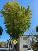 Form of a vase-shaped tree