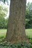 Trunk with rough, furrowed bark
