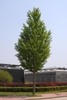 Young tree with pyramidal shape & dense branching.