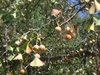 Round fleshy seeds dangling on thin stalks from branches.