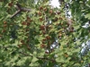 leafy shoots bearing beige-orange fleshy seeds.