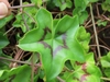 Glabrous 5-lobed leaf with dark zone inside the margin