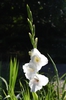 Gladiolus
