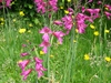 In the garden