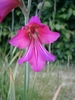 Flower detail
