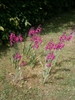 Form