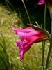 Side view of flower