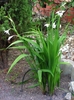 Form