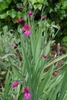 Sword-shaped foliage
