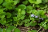 Plant in Bloom