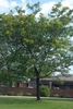 'Sunburst' Form