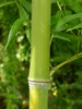 Stem closeup