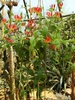 Form