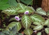 Leaves and flowers