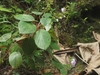 Form