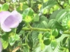 Mottled stem and leaves