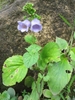 Form in bloom