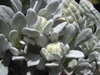 Wooly leaves of G. sandwicensium