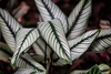 white leaves with fine green vein and midvein