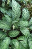 Variegated leaves and small white flowers