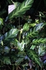 Variegated foliage