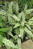 Plants with variegated foliage.