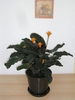 Potted plant with upright, orange inflorescence.