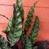 Plants with variegated leaves and purple undersides.