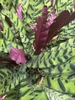 Plants with variegated leaves and purple undersides.