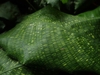 Leaves with yellow net-like variegation.