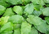 Green leaves