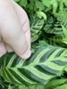 Leaves with dark variegation and purple undersides