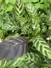 Leaves with dark variegation and purple undersides