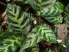 Foliage with dark variegation. White flowers.