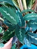 Dark leaves with silvery splashes near midvein