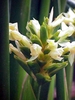 Small white flowers