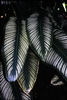 Broad, thin leaves with a pink midvein and parallel veins