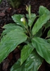 Plant with green leaves and small white flower
