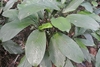 Rosette plant with large broad leaves